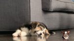 Dally (1)